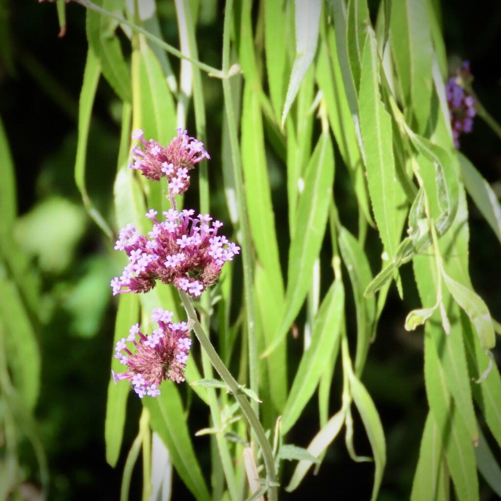 IJzerhard (verbena bonariensis)